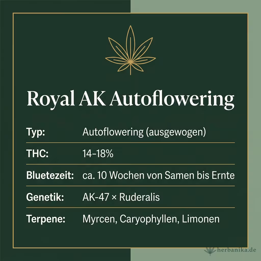 Infografik mit Royal AK Autoflowering Key Facts: Typ Autoflowering (ausgewogen), THC 14-18%, Bluetezeit ca. 10 Wochen von Samen bis Ernte, Genetik AK-47 × Ruderalis und Terpene Myrcen, Caryophyllen, Limonen