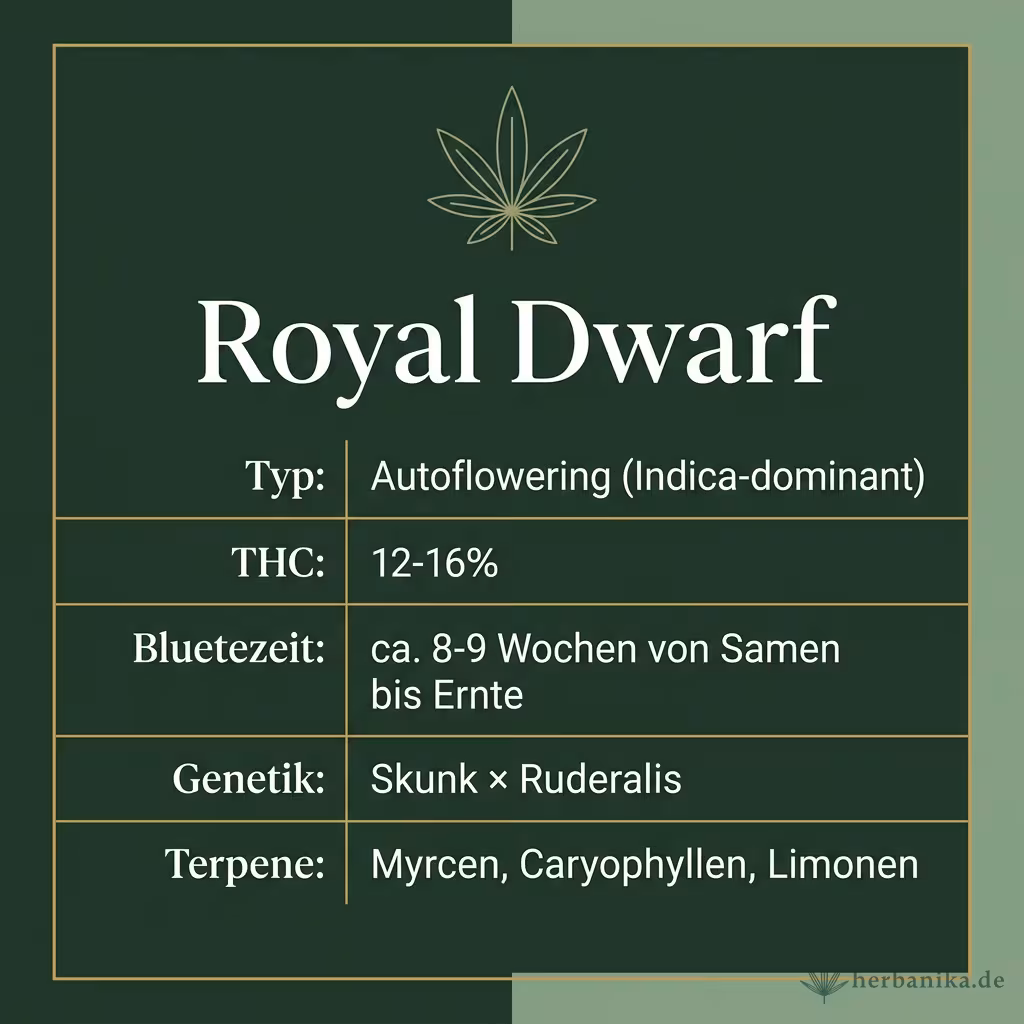 Infografik mit Royal Dwarf Key Facts: Typ Autoflowering (Indica-dominant), THC 12-16%, Bluetezeit ca. 8-9 Wochen von Samen bis Ernte, Genetik Skunk × Ruderalis und Terpene Myrcen, Caryophyllen, Limonen