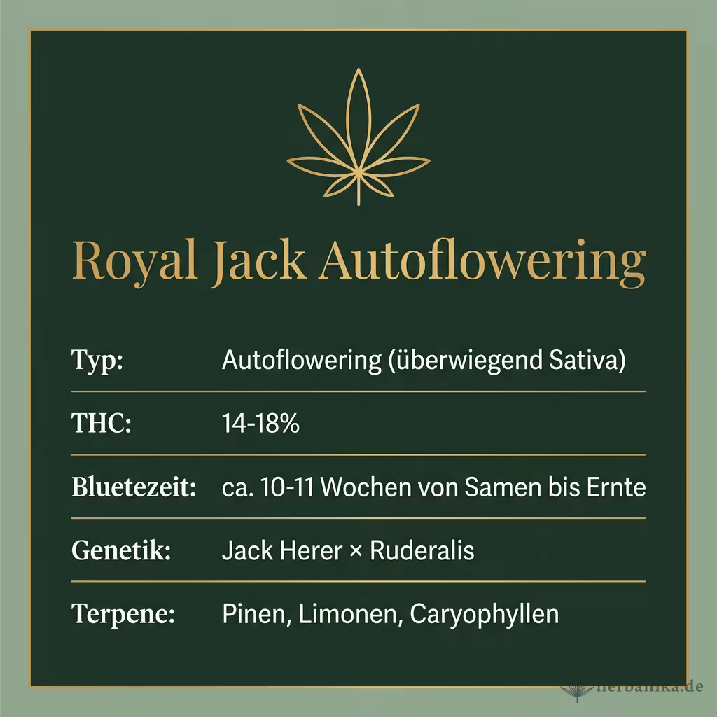 Infografik mit Royal Jack Autoflowering Key Facts: Typ Autoflowering (überwiegend Sativa), THC 14-18%, Bluetezeit ca. 10-11 Wochen von Samen bis Ernte, Genetik Jack Herer × Ruderalis und Terpene Pinen, Limonen, Caryophyllen