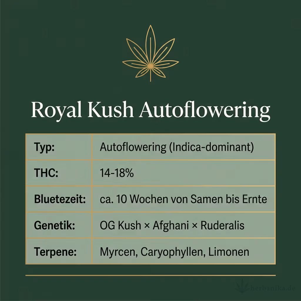 Infografik mit Royal Kush Autoflowering Key Facts: Typ Autoflowering (Indica-dominant), THC 14-18%, Bluetezeit ca. 10 Wochen von Samen bis Ernte, Genetik OG Kush × Afghani × Ruderalis und Terpene Myrcen, Caryophyllen, Limonen