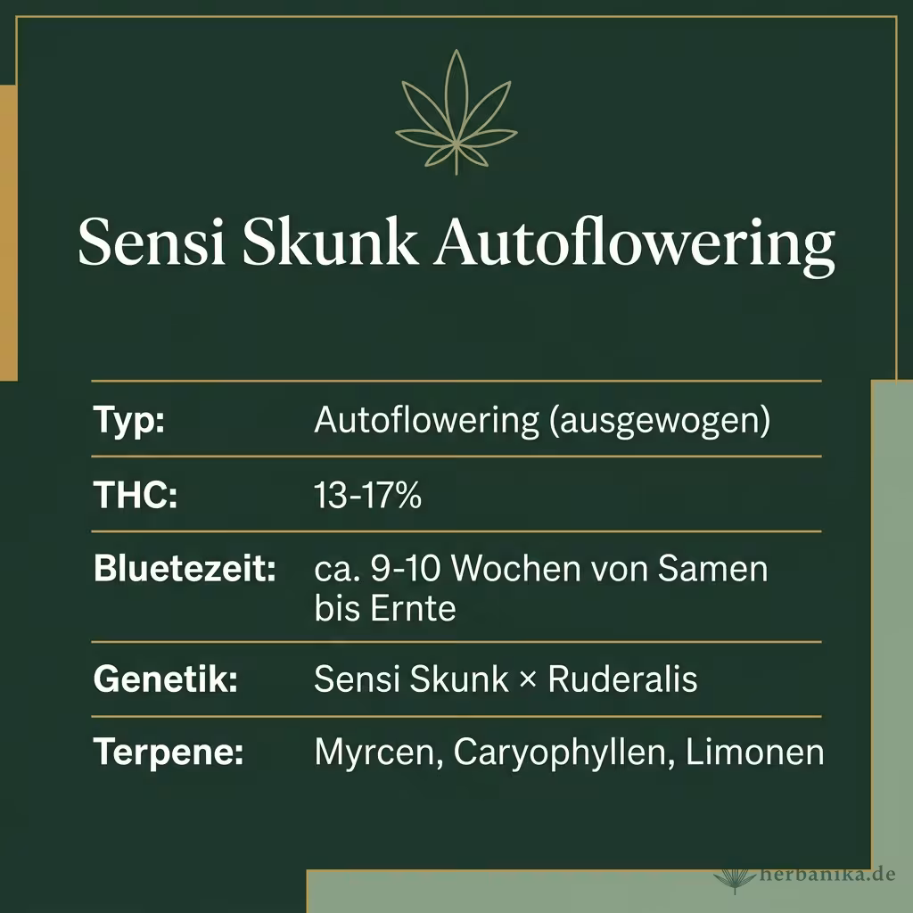 Infografik mit Sensi Skunk Autoflowering Key Facts: Typ Autoflowering (ausgewogen), THC 13-17%, Bluetezeit ca. 9-10 Wochen von Samen bis Ernte, Genetik Sensi Skunk × Ruderalis und Terpene Myrcen, Caryophyllen, Limonen