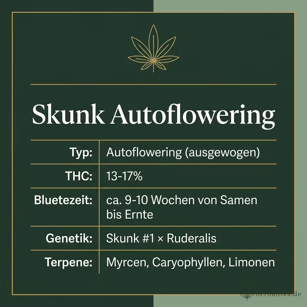 Infografik mit Skunk Autoflowering Key Facts: Typ Autoflowering (ausgewogen), THC 13-17%, Bluetezeit ca. 9-10 Wochen von Samen bis Ernte, Genetik Skunk #1 × Ruderalis und Terpene Myrcen, Caryophyllen, Limonen