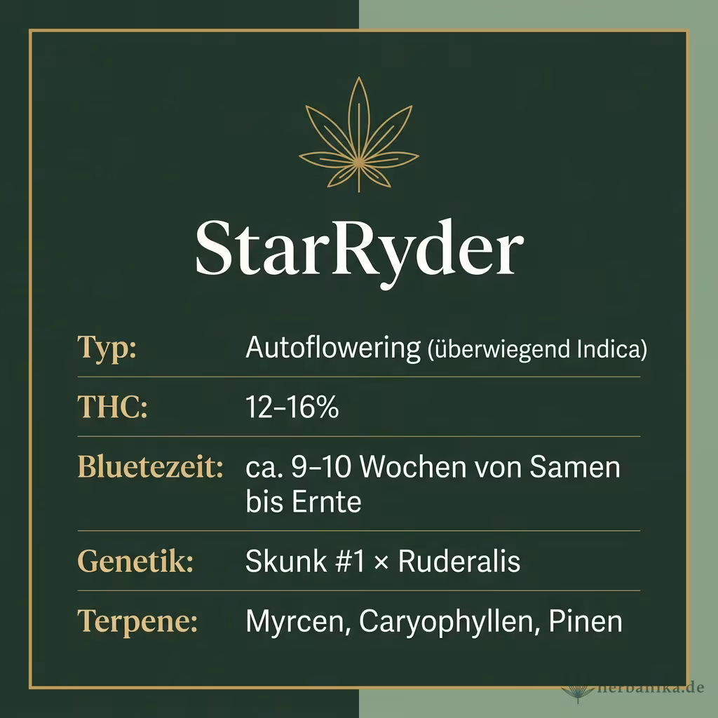 Infografik mit StarRyder Key Facts: Typ Autoflowering (überwiegend Indica), THC 12-16%, Bluetezeit ca. 9-10 Wochen von Samen bis Ernte, Genetik Skunk #1 × Ruderalis und Terpene Myrcen, Caryophyllen, Pinen