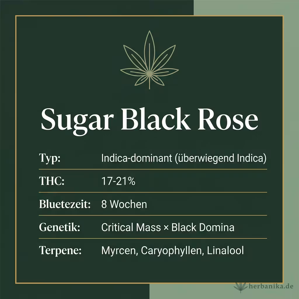 Infografik mit Sugar Black Rose Key Facts: Typ Indica-dominant (überwiegend Indica), THC 17-21%, Bluetezeit 8 Wochen, Genetik Critical Mass × Black Domina und Terpene Myrcen, Caryophyllen, Linalool