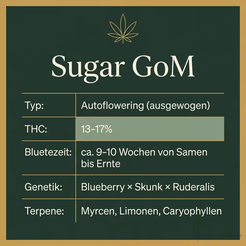 Infografik mit Sugar GoM Key Facts: Typ Autoflowering (ausgewogen), THC 13-17%, Bluetezeit ca. 9-10 Wochen von Samen bis Ernte, Genetik Blueberry × Skunk × Ruderalis und Terpene Myrcen, Limonen, Caryophyllen