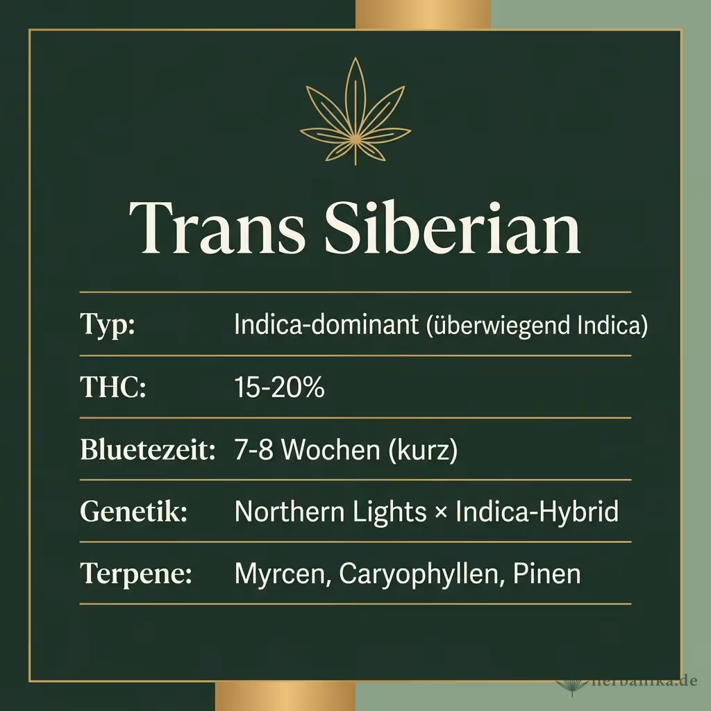 Infografik mit Trans Siberian Key Facts: Typ Indica-dominant (überwiegend Indica), THC 15-20%, Bluetezeit 7-8 Wochen (kurz), Genetik Northern Lights × Indica-Hybrid und Terpene Myrcen, Caryophyllen, Pinen