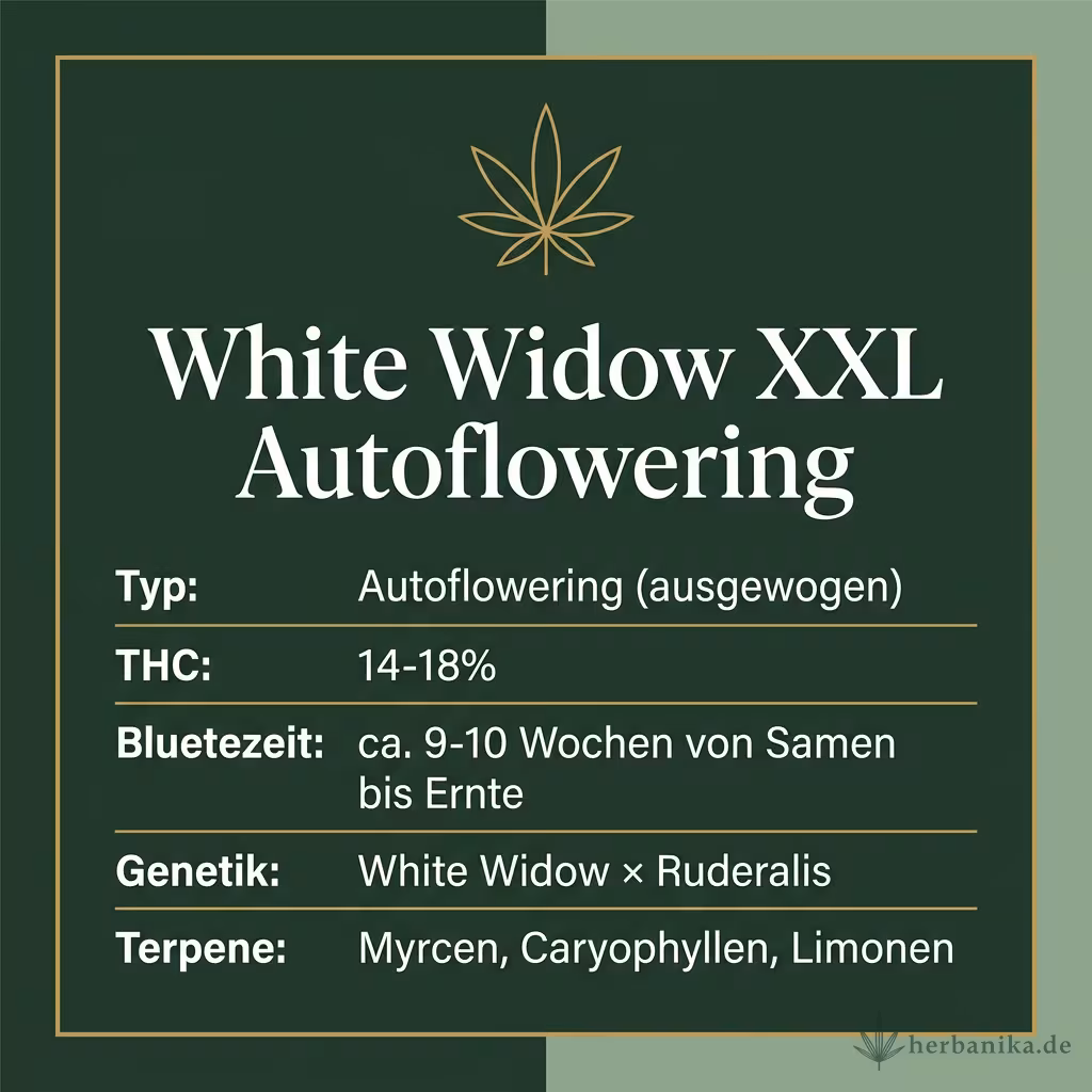 Infografik mit White Widow XXL Autoflowering Key Facts: Typ Autoflowering (ausgewogen), THC 14-18%, Bluetezeit ca. 9-10 Wochen von Samen bis Ernte, Genetik White Widow × Ruderalis und Terpene Myrcen, Caryophyllen, Limonen