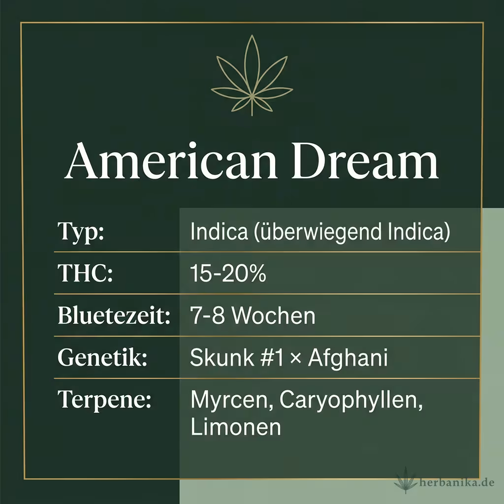 Infografik mit American Dream Key Facts: Typ Indica (überwiegend Indica), THC 15-20%, Bluetezeit 7-8 Wochen, Genetik Skunk #1 × Afghani und Terpene Myrcen, Caryophyllen, Limonen