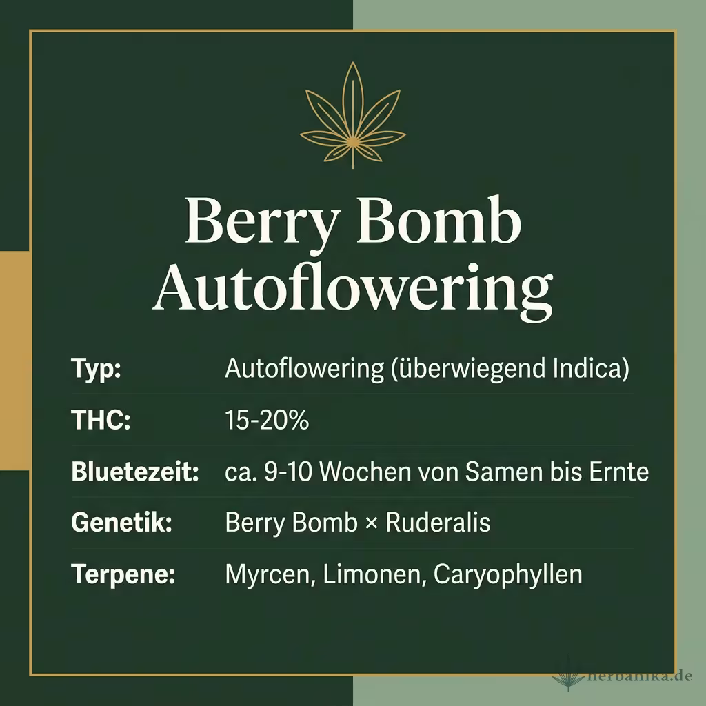 Infografik mit Berry Bomb Autoflowering Key Facts: Typ Autoflowering (überwiegend Indica), THC 15-20%, Bluetezeit ca. 9-10 Wochen von Samen bis Ernte, Genetik Berry Bomb × Ruderalis und Terpene Myrcen, Limonen, Caryophyllen