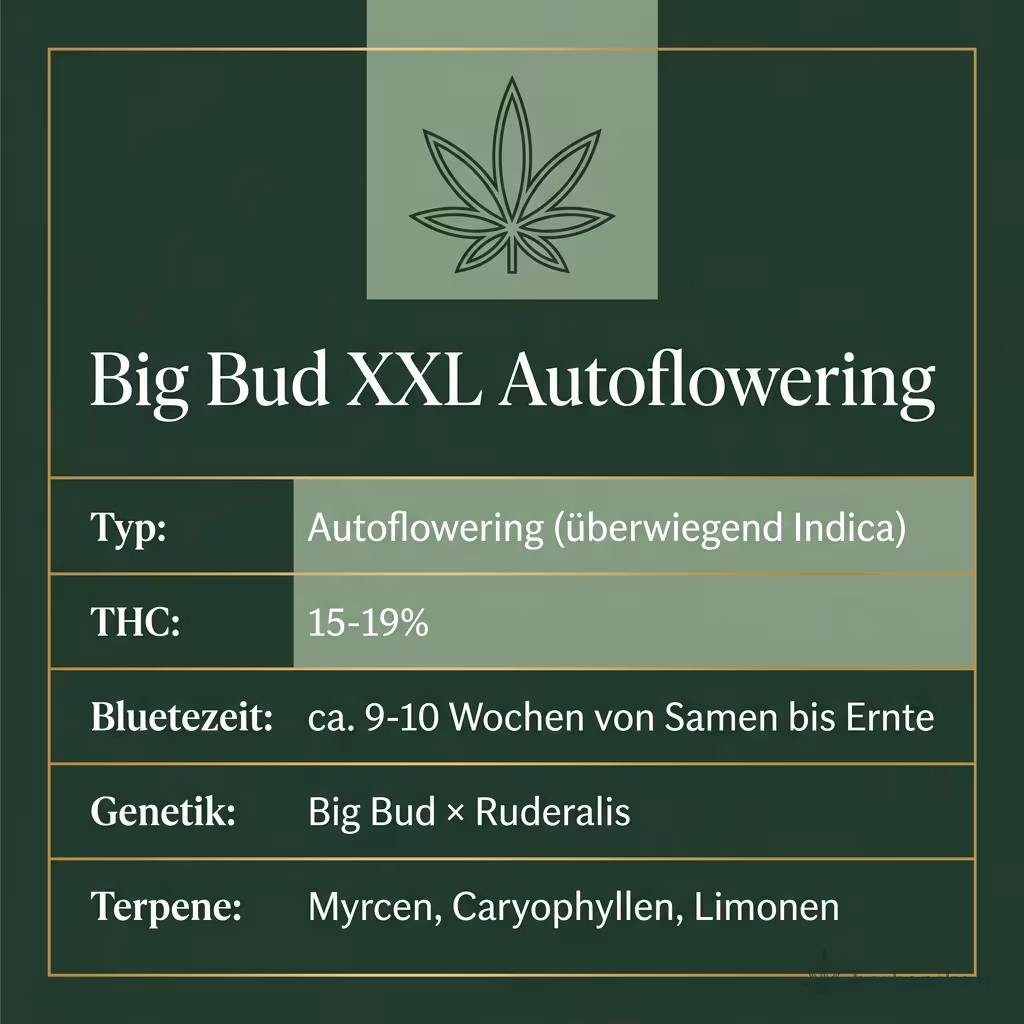 Infografik mit Big Bud XXL Autoflowering Key Facts: Typ Autoflowering (überwiegend Indica), THC 15-19%, Bluetezeit ca. 9-10 Wochen von Samen bis Ernte, Genetik Big Bud × Ruderalis und Terpene Myrcen, Caryophyllen, Limonen