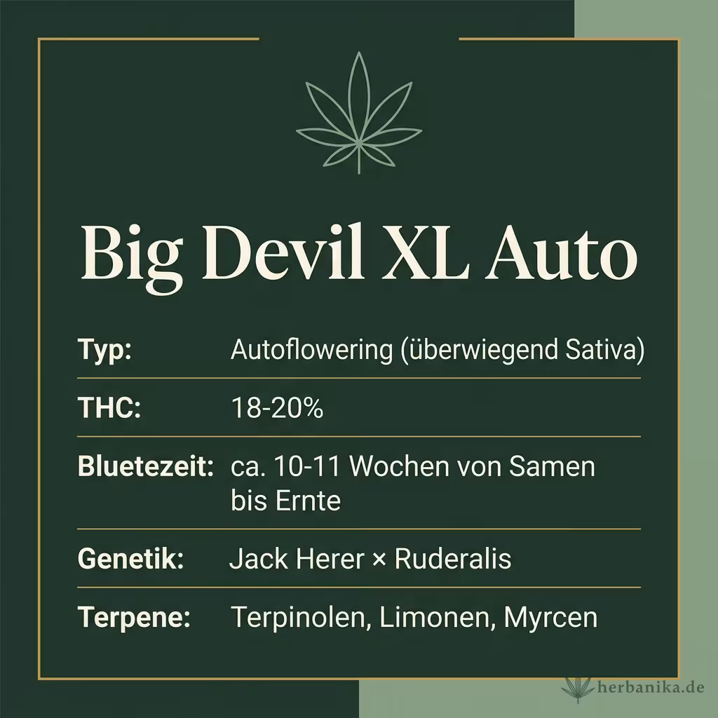 Infografik mit Big Devil XL Auto Key Facts: Typ Autoflowering (überwiegend Sativa), THC 18-20%, Bluetezeit ca. 10-11 Wochen von Samen bis Ernte, Genetik Jack Herer × Ruderalis und Terpene Terpinolen, Limonen, Myrcen