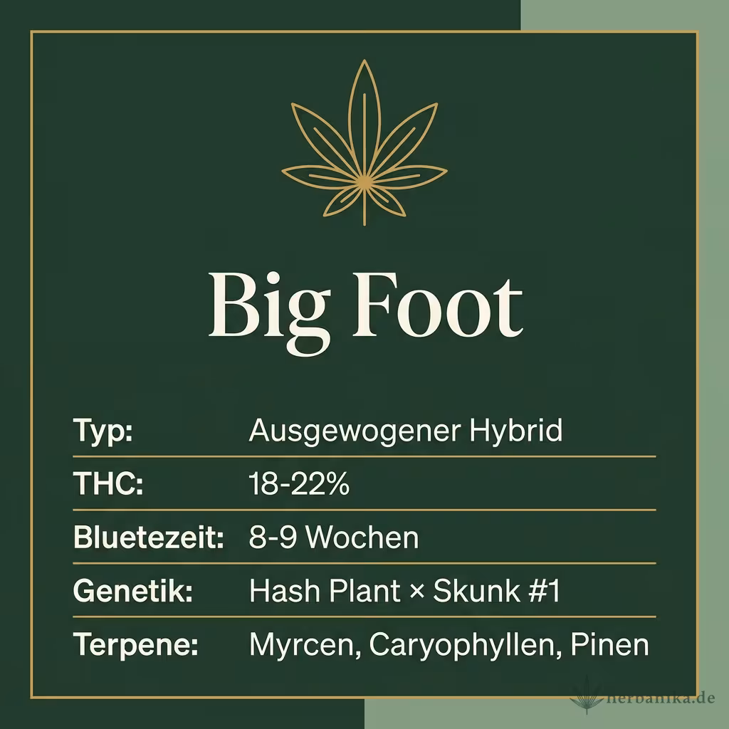 Infografik mit Big Foot Key Facts: Typ Ausgewogener Hybrid, THC 18-22%, Bluetezeit 8-9 Wochen, Genetik Hash Plant × Skunk #1 und Terpene Myrcen, Caryophyllen, Pinen