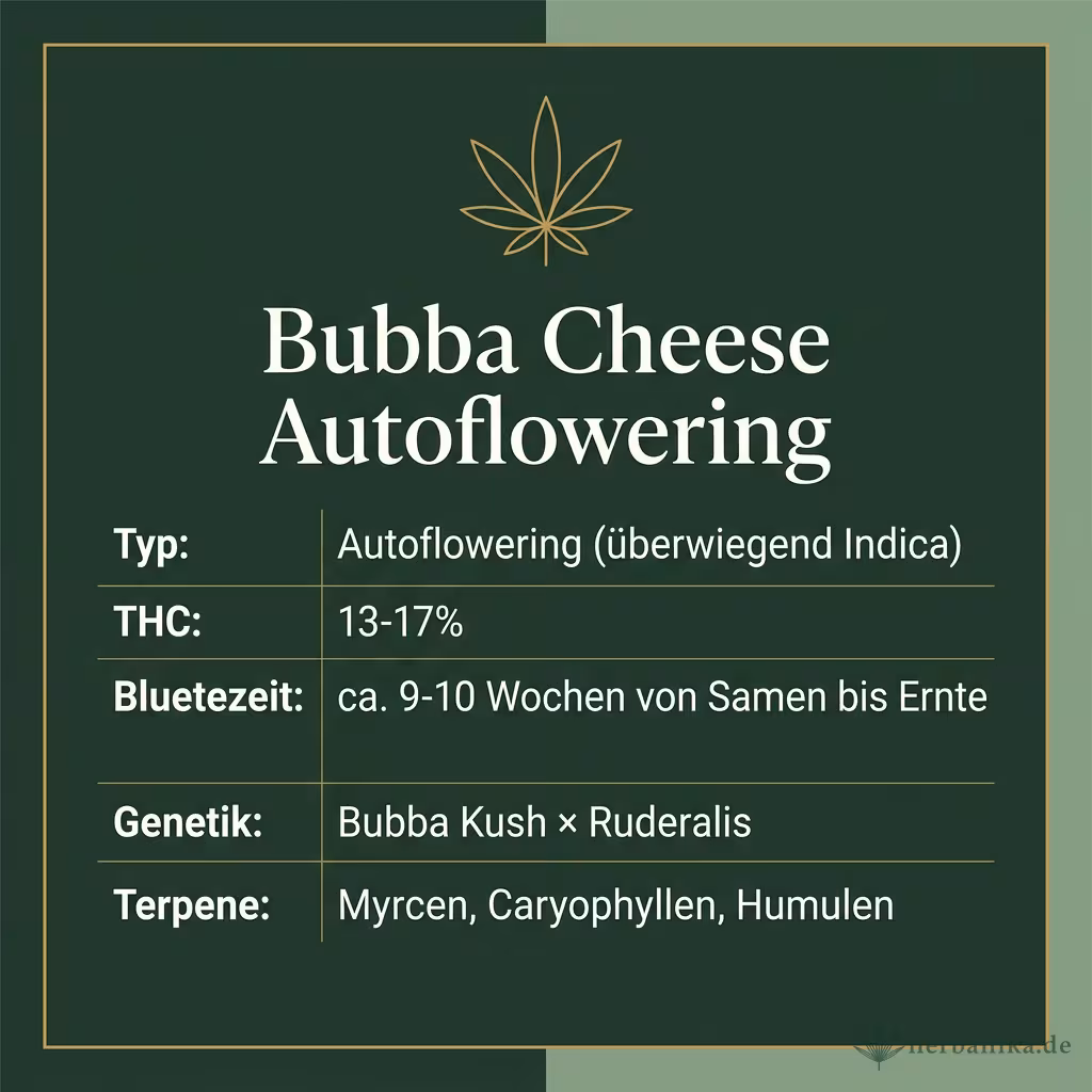 Infografik mit Bubba Cheese Autoflowering Key Facts: Typ Autoflowering (überwiegend Indica), THC 13-17%, Bluetezeit ca. 9-10 Wochen von Samen bis Ernte, Genetik Bubba Kush × Ruderalis und Terpene Myrcen, Caryophyllen, Humulen