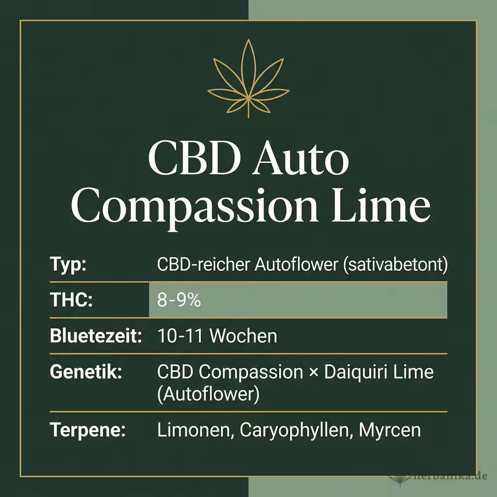 Infografik mit CBD Auto Compassion Lime Key Facts: Typ CBD-reicher Autoflower (sativabetont), THC 8-9%, Bluetezeit 10-11 Wochen, Genetik CBD Compassion × Daiquiri Lime (Autoflower) und Terpene Limonen, Caryophyllen, Myrcen