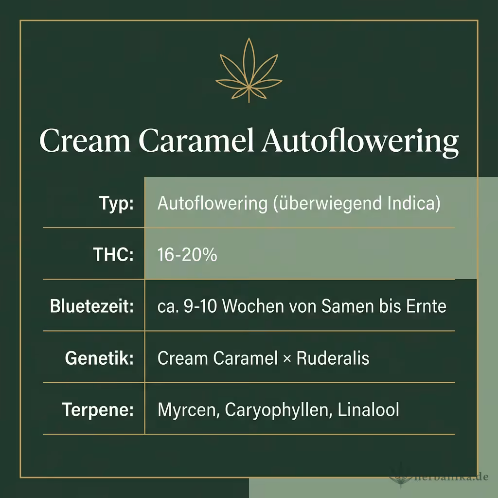 Infografik mit Cream Caramel Autoflowering Key Facts: Typ Autoflowering (überwiegend Indica), THC 16-20%, Bluetezeit ca. 9-10 Wochen von Samen bis Ernte, Genetik Cream Caramel × Ruderalis und Terpene Myrcen, Caryophyllen, Linalool