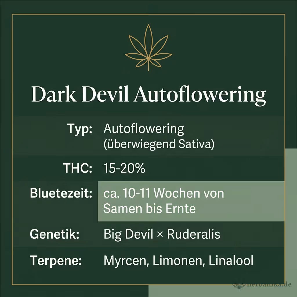 Infografik mit Dark Devil Autoflowering Key Facts: Typ Autoflowering (überwiegend Sativa), THC 15-20%, Bluetezeit ca. 10-11 Wochen von Samen bis Ernte, Genetik Big Devil × Ruderalis und Terpene Myrcen, Limonen, Linalool