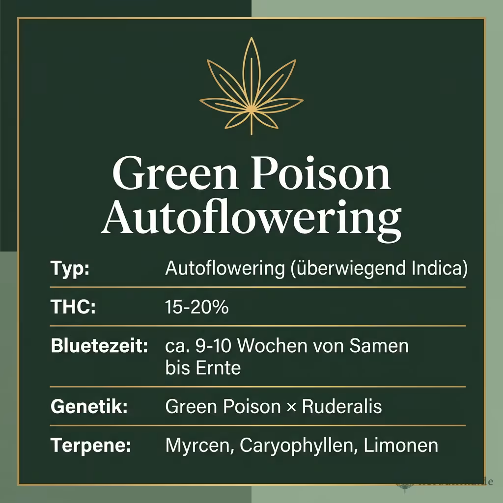 Infografik mit Green Poison Autoflowering Key Facts: Typ Autoflowering (überwiegend Indica), THC 15-20%, Bluetezeit ca. 9-10 Wochen von Samen bis Ernte, Genetik Green Poison × Ruderalis und Terpene Myrcen, Caryophyllen, Limonen