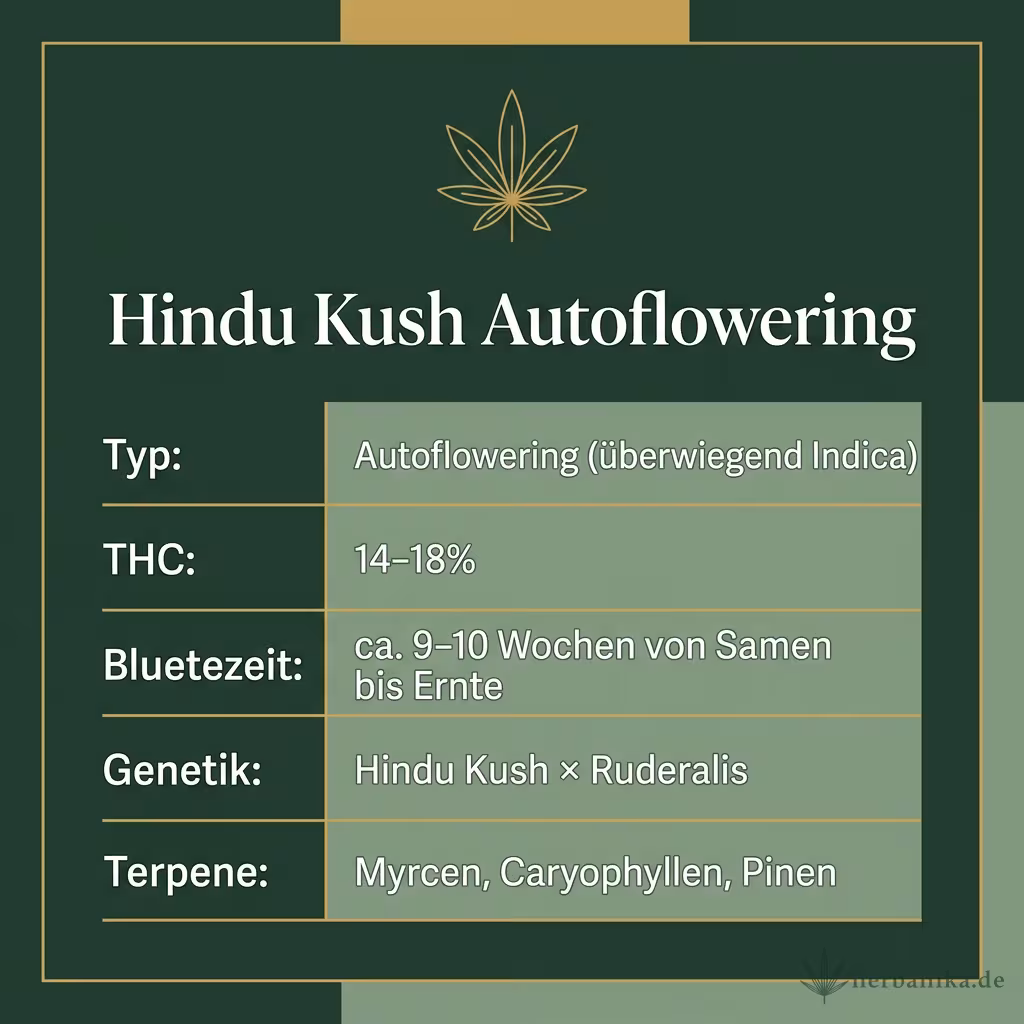 Infografik mit Hindu Kush Autoflowering Key Facts: Typ Autoflowering (überwiegend Indica), THC 14-18%, Bluetezeit ca. 9-10 Wochen von Samen bis Ernte, Genetik Hindu Kush × Ruderalis und Terpene Myrcen, Caryophyllen, Pinen