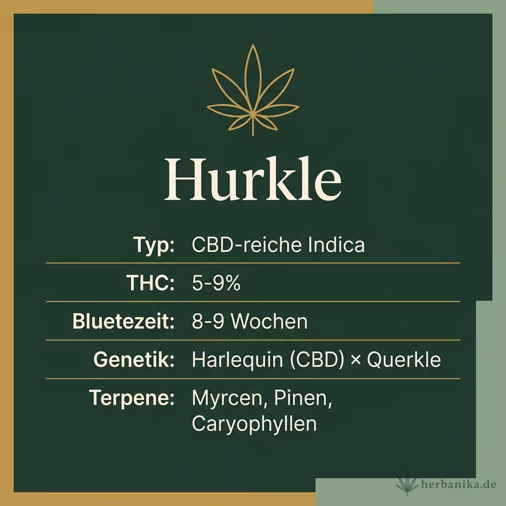Infografik mit Hurkle Key Facts: Typ CBD-reiche Indica, THC 5-9%, Bluetezeit 8-9 Wochen, Genetik Harlequin (CBD) × Querkle und Terpene Myrcen, Pinen, Caryophyllen