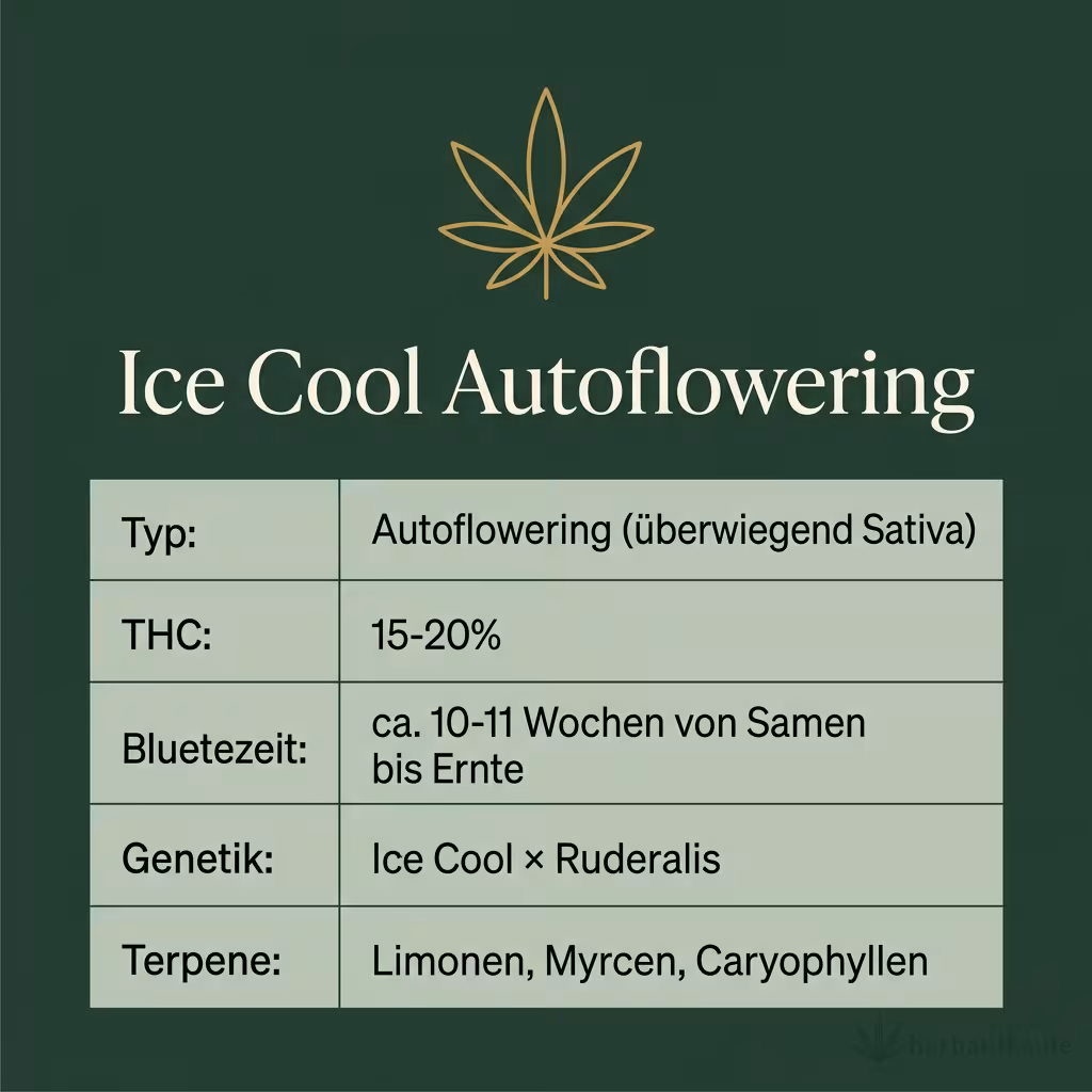 Infografik mit Ice Cool Autoflowering Key Facts: Typ Autoflowering (überwiegend Sativa), THC 15-20%, Bluetezeit ca. 10-11 Wochen von Samen bis Ernte, Genetik Ice Cool × Ruderalis und Terpene Limonen, Myrcen, Caryophyllen