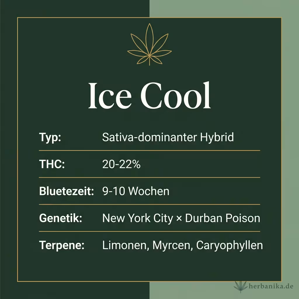 Infografik mit Ice Cool Key Facts: Typ Sativa-dominanter Hybrid, THC 20-22%, Bluetezeit 9-10 Wochen, Genetik New York City × Durban Poison und Terpene Limonen, Myrcen, Caryophyllen
