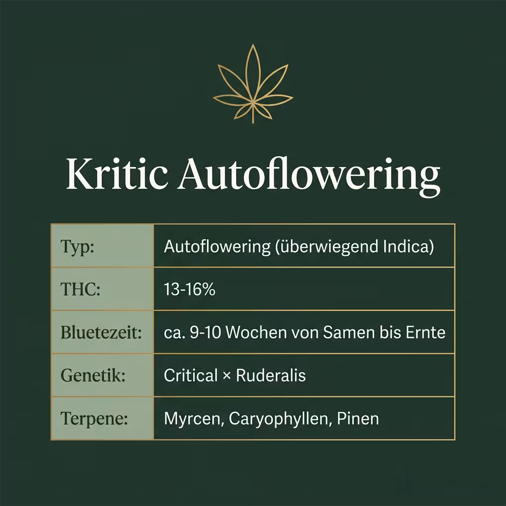 Infografik mit Kritic Autoflowering Key Facts: Typ Autoflowering (überwiegend Indica), THC 13-16%, Bluetezeit ca. 9-10 Wochen von Samen bis Ernte, Genetik Critical × Ruderalis und Terpene Myrcen, Caryophyllen, Pinen