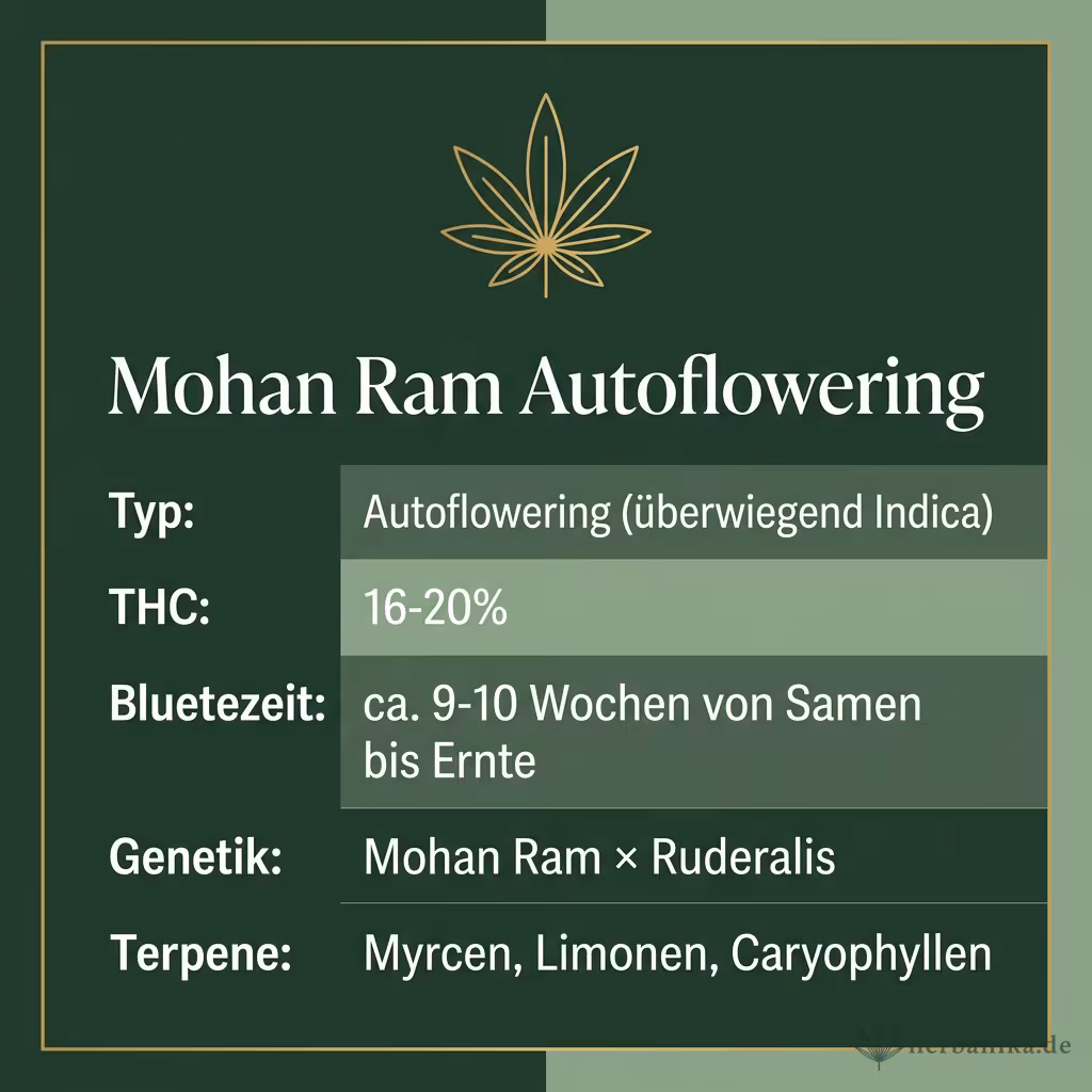 Infografik mit Mohan Ram Autoflowering Key Facts: Typ Autoflowering (überwiegend Indica), THC 16-20%, Bluetezeit ca. 9-10 Wochen von Samen bis Ernte, Genetik Mohan Ram × Ruderalis und Terpene Myrcen, Limonen, Caryophyllen