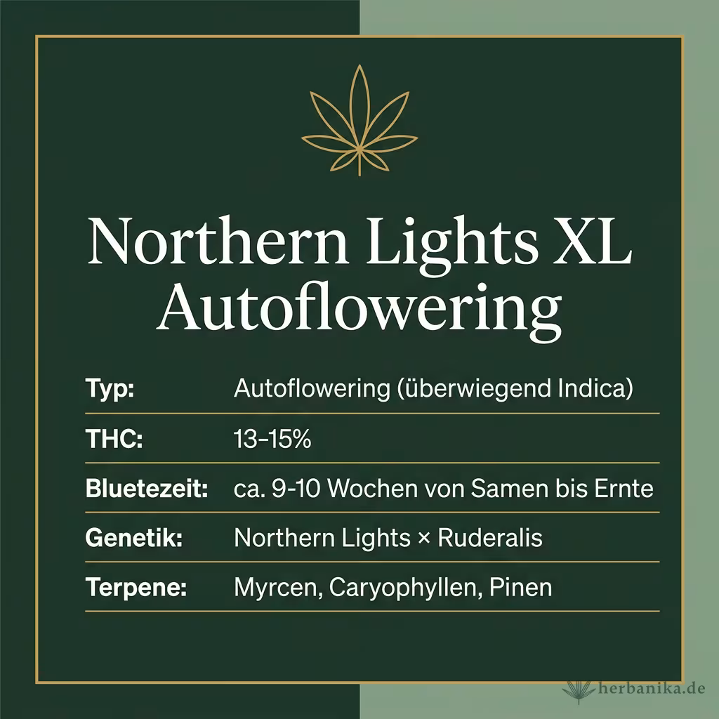 Infografik mit Northern Lights XL Autoflowering Key Facts: Typ Autoflowering (überwiegend Indica), THC 13-15%, Bluetezeit ca. 9-10 Wochen von Samen bis Ernte, Genetik Northern Lights × Ruderalis und Terpene Myrcen, Caryophyllen, Pinen