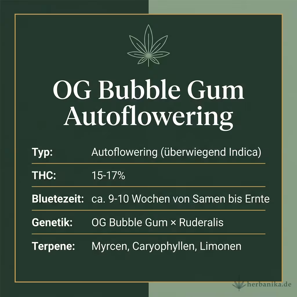 Infografik mit OG Bubble Gum Autoflowering Key Facts: Typ Autoflowering (überwiegend Indica), THC 15-17%, Bluetezeit ca. 9-10 Wochen von Samen bis Ernte, Genetik OG Bubble Gum × Ruderalis und Terpene Myrcen, Caryophyllen, Limonen