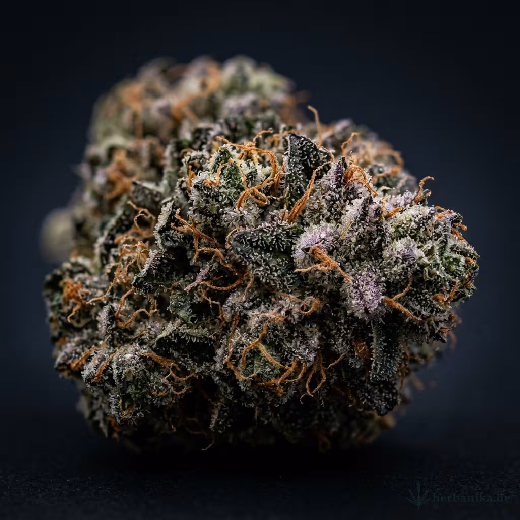 Ortega Cannabis Strain: Wirkung, Genetik & Anbau