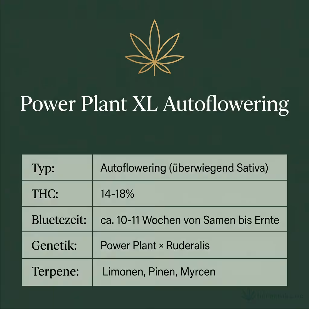 Infografik mit Power Plant XL Autoflowering Key Facts: Typ Autoflowering (überwiegend Sativa), THC 14-18%, Bluetezeit ca. 10-11 Wochen von Samen bis Ernte, Genetik Power Plant × Ruderalis und Terpene Limonen, Pinen, Myrcen