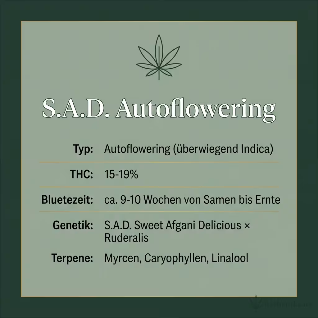 Infografik mit S.A.D. Autoflowering Key Facts: Typ Autoflowering (überwiegend Indica), THC 15-19%, Bluetezeit ca. 9-10 Wochen von Samen bis Ernte, Genetik S.A.D. Sweet Afgani Delicious × Ruderalis und Terpene Myrcen, Caryophyllen, Linalool