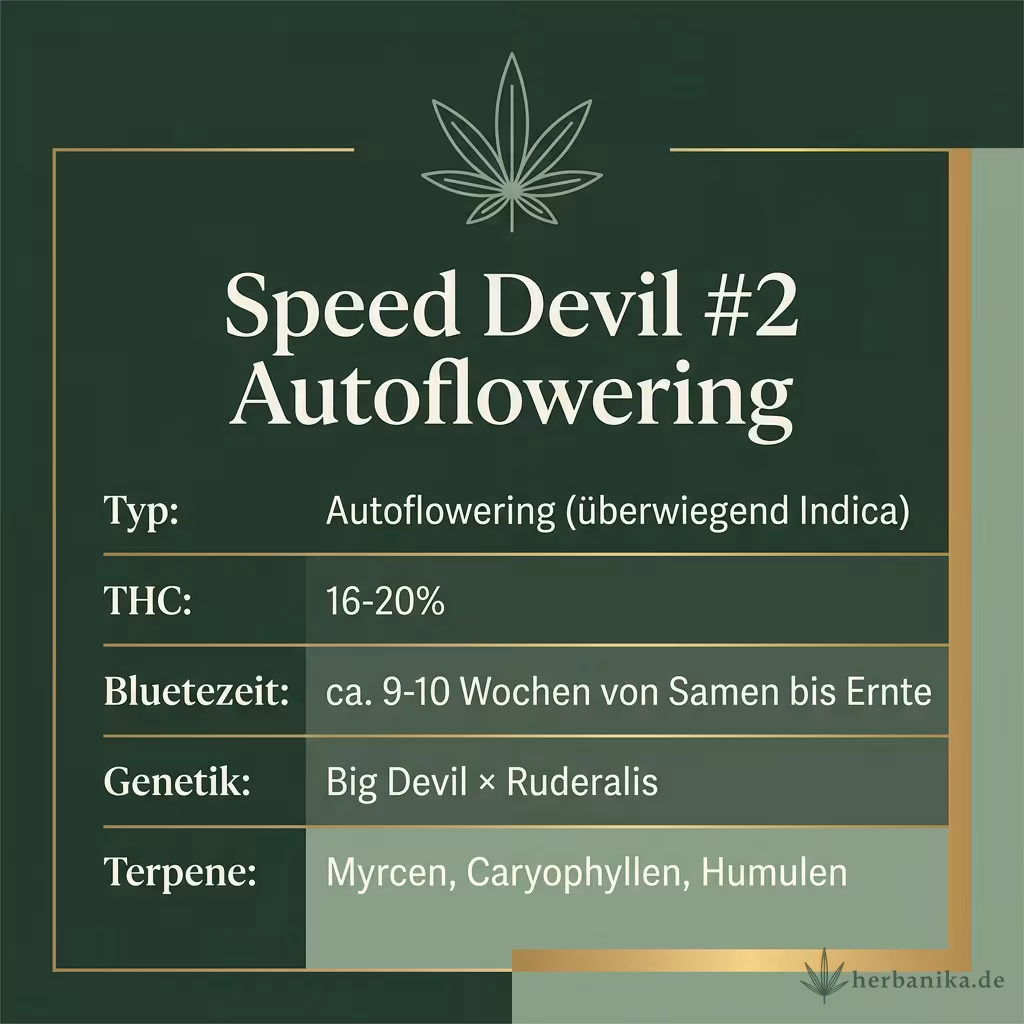 Infografik mit Speed Devil #2 Autoflowering Key Facts: Typ Autoflowering (überwiegend Indica), THC 16-20%, Bluetezeit ca. 9-10 Wochen von Samen bis Ernte, Genetik Big Devil × Ruderalis und Terpene Myrcen, Caryophyllen, Humulen