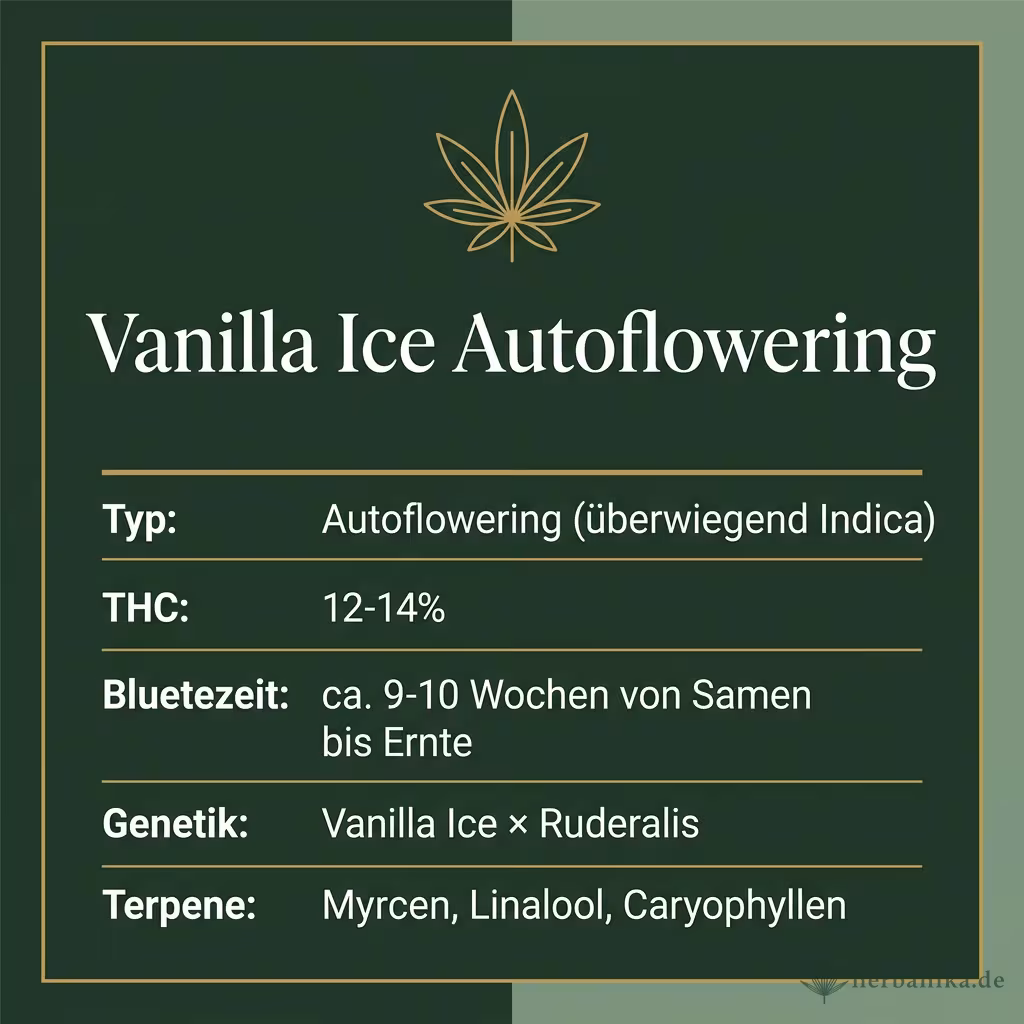 Infografik mit Vanilla Ice Autoflowering Key Facts: Typ Autoflowering (überwiegend Indica), THC 12-14%, Bluetezeit ca. 9-10 Wochen von Samen bis Ernte, Genetik Vanilla Ice × Ruderalis und Terpene Myrcen, Linalool, Caryophyllen