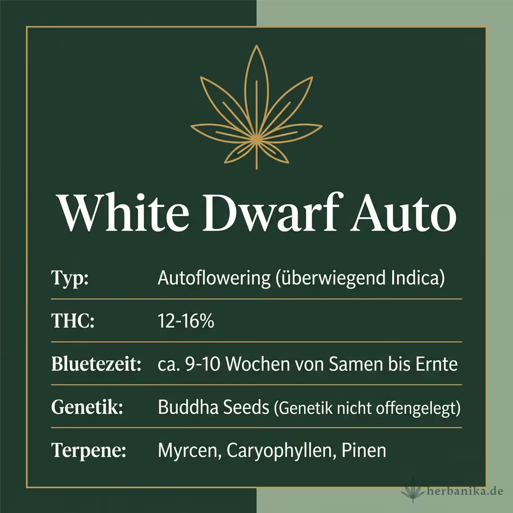 Infografik mit White Dwarf Auto Key Facts: Typ Autoflowering (überwiegend Indica), THC 12-16%, Bluetezeit ca. 9-10 Wochen von Samen bis Ernte, Genetik Buddha Seeds (Genetik nicht offengelegt) und Terpene Myrcen, Caryophyllen, Pinen
