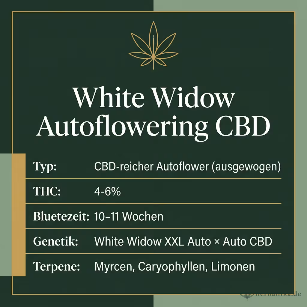 Infografik mit White Widow Autoflowering CBD Key Facts: Typ CBD-reicher Autoflower (ausgewogen), THC 4-6%, Bluetezeit 10-11 Wochen, Genetik White Widow XXL Auto × Auto CBD und Terpene Myrcen, Caryophyllen, Limonen